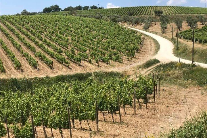 Small-Group Chianti Wine Tour from Florence in a Mercedes V-Class Van, 2 Wineries (4/5)