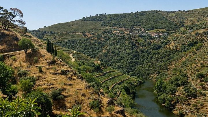 Small-Group Douro Valley Day from Porto: Three Wineries, Winery Lunch, Lapa Church Start (4/12)