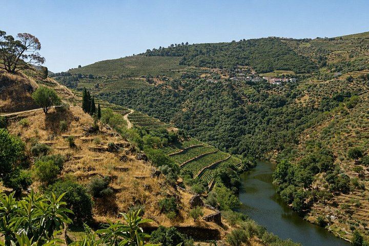 Small-Group Douro Valley Day from Porto: Three Wineries, Winery Lunch, Lapa Church Start (4/12)
