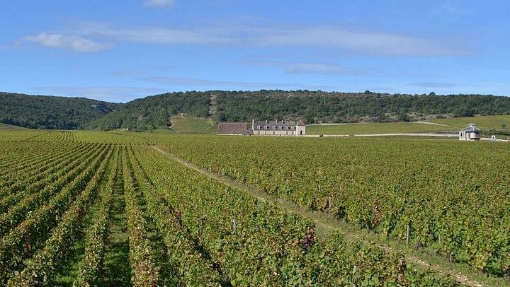 Burgundy Full-Day Tour from Dijon: Côte de Nuits, Côte de Beaune and Beaune, Max 8 People (3/11)