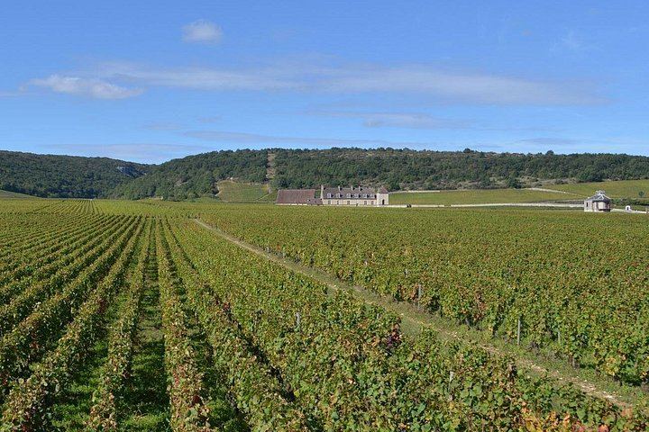 Burgundy Full-Day Tour from Dijon: Côte de Nuits, Côte de Beaune and Beaune, Max 8 People (3/11)