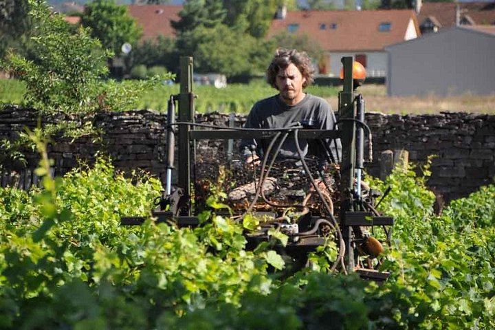 Burgundy Full-Day Tour from Dijon: Côte de Nuits, Côte de Beaune and Beaune, Max 8 People (6/11)