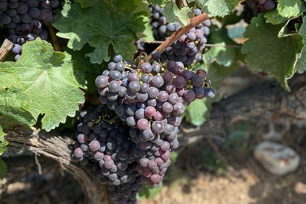 Small-Group Guided E-Bike Ride to an Organic Family Vineyard in Nice