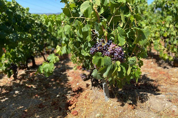 Small-Group Guided E-Bike Ride to an Organic Family Vineyard in Nice (5/12)