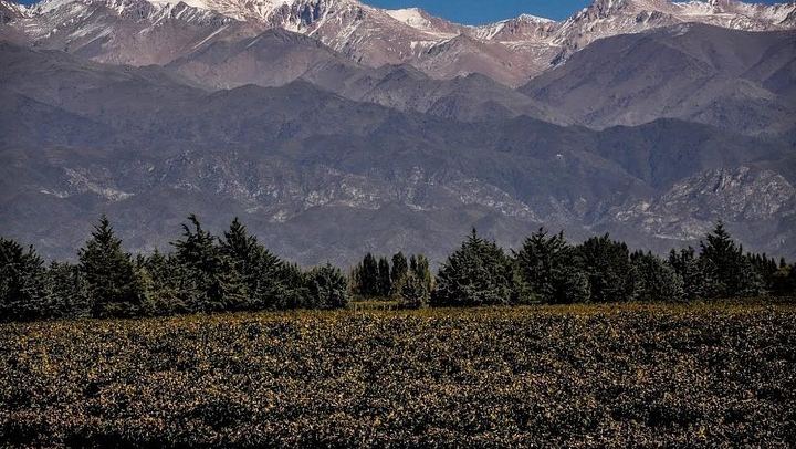 Small-Group Mendoza Wine Day: Three Luján de Cuyo or Maipú Wineries with Lunch (3/5)