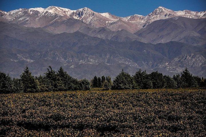 Small-Group Mendoza Wine Day: Three Luján de Cuyo or Maipú Wineries with Lunch (3/5)