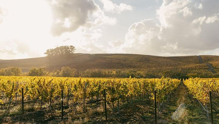 Small-Group Napa and Sonoma Wine Tour from San Francisco with Two Wineries (4/12)