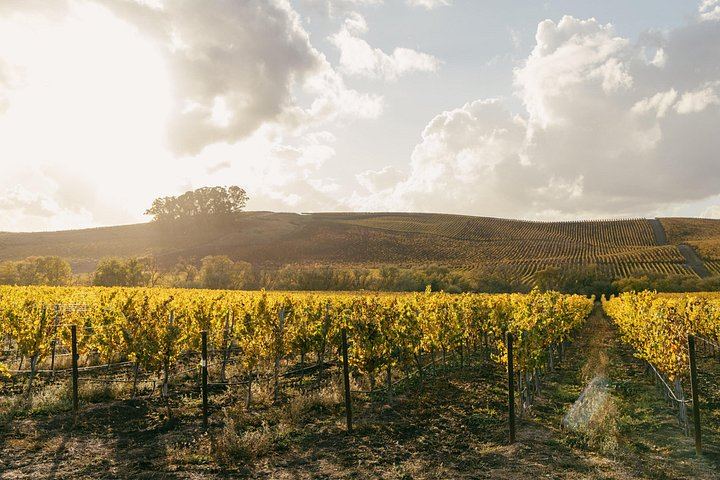 Small-Group Napa and Sonoma Wine Tour from San Francisco with Two Wineries (4/12)