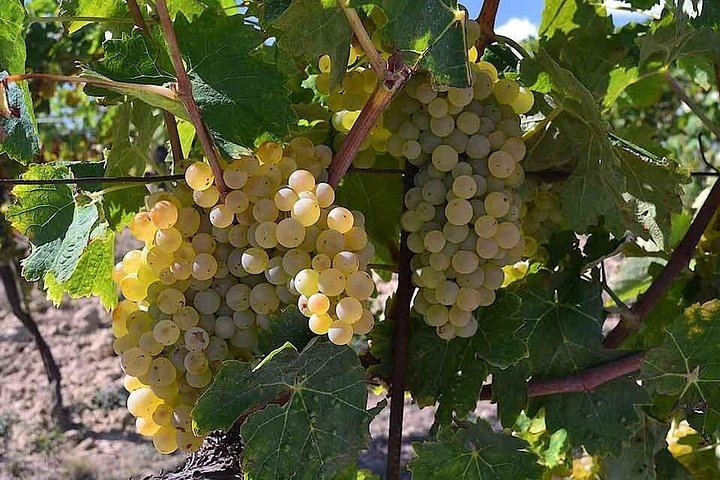 Small-Group Tour: Chianti Winery, San Gimignano and Vernaccia Lunch Tasting (4/7)
