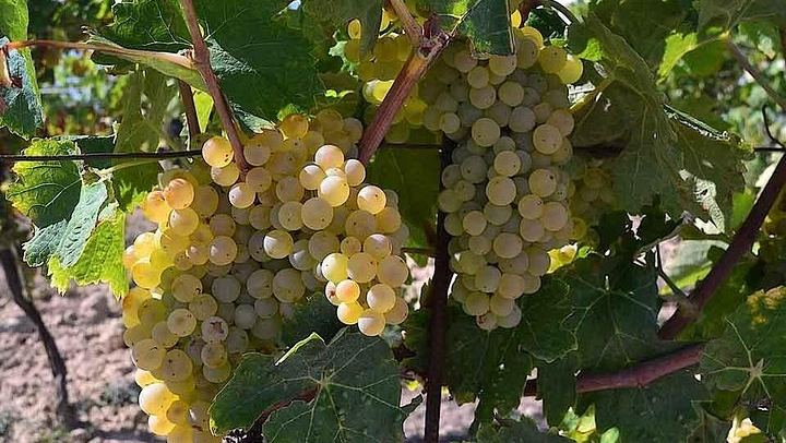 Small-Group Tour: Chianti Winery, San Gimignano and Vernaccia Lunch Tasting (4/7)