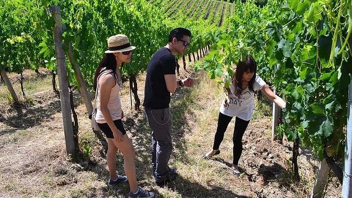 Small-Group Tour: Chianti Winery, San Gimignano and Vernaccia Lunch Tasting (3/7)