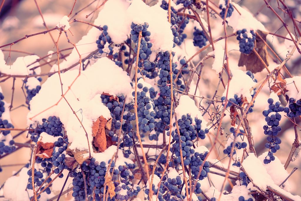 Clusters of dark red wine grapes left on the vine in winter, topped with fresh snow, as for icewine
