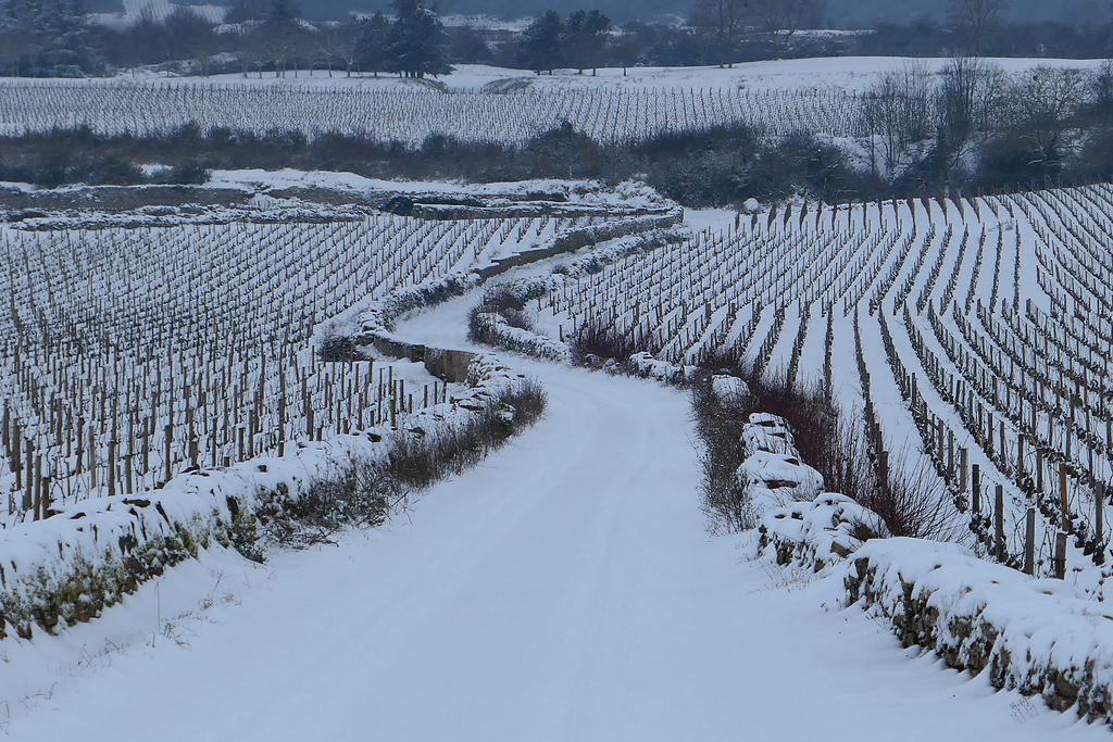 Vineyard rows and a track under fresh snow in winter
