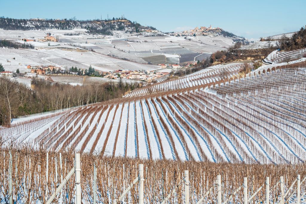 Vineyard rows dusted with snow on a Piedmont hillside in winter with a village on the ridge under a clear sky