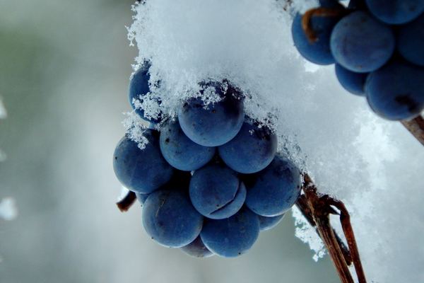 Niagara Wine, Cheese & Icewine Tours