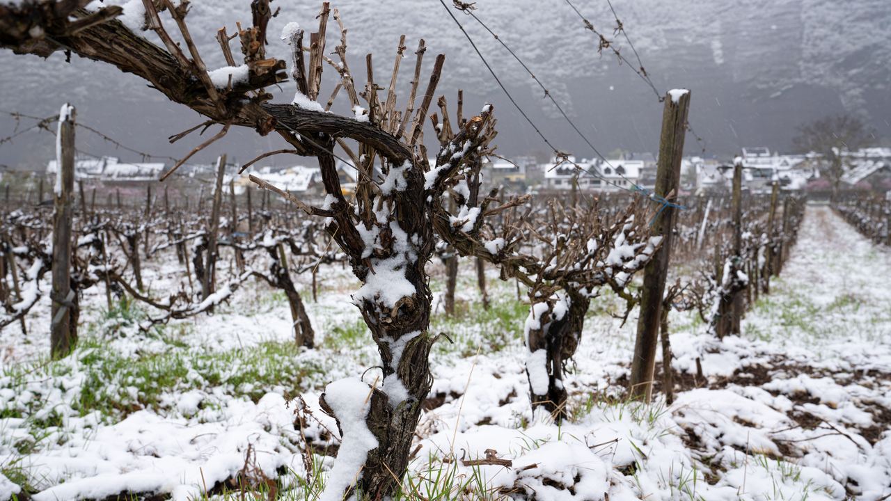 Snow-dusted grapevines on a trellis in a winter vineyard