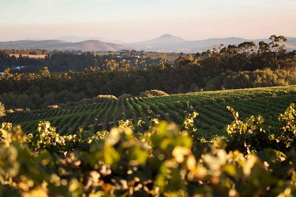 Private Full-Day Stellenbosch Wine Tour with Pickup: Hartenberg to L'Avenir