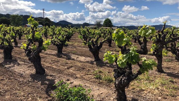 Custom Sonoma and Healdsburg Wine Tour to Boutique Wineries in Four Appellations (3/12)