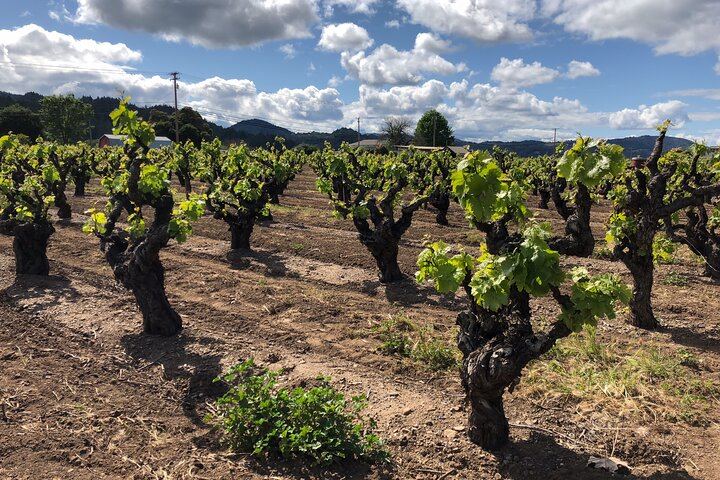 Custom Sonoma and Healdsburg Wine Tour to Boutique Wineries in Four Appellations (3/12)