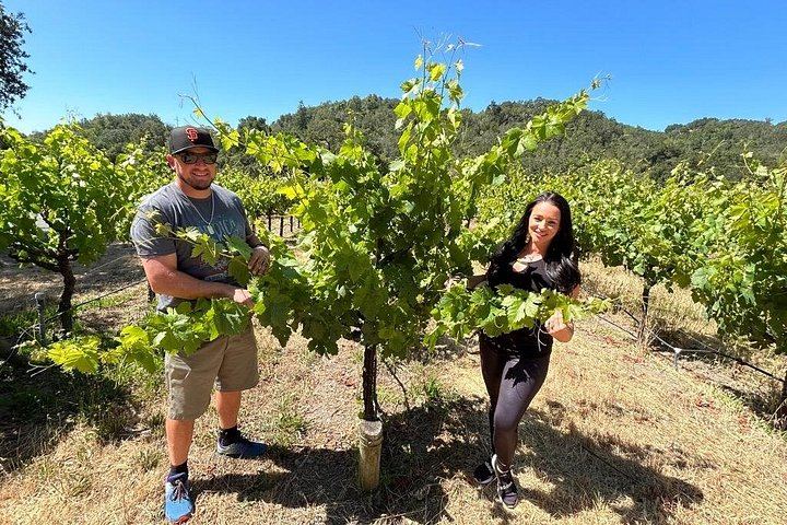 Sonoma Electric Trike Wine Country Tour from Pushpak Motors, 3 Hours (3/9)