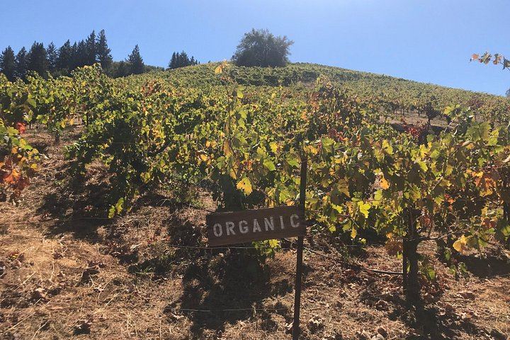 Small-Group Sonoma Wine Tour from San Francisco: Three Boutique Wineries (5/8)