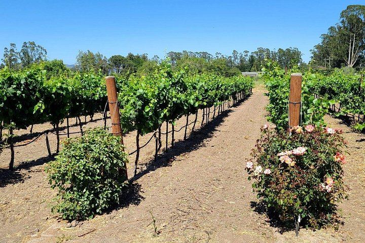 Half-Day Sonoma Wine Tour from San Francisco Hotels with Two Tastings and Sonoma Plaza (10/12)