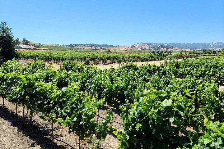 Half-Day Sonoma Wine Tour from San Francisco Hotels with Two Tastings and Sonoma Plaza (8/12)