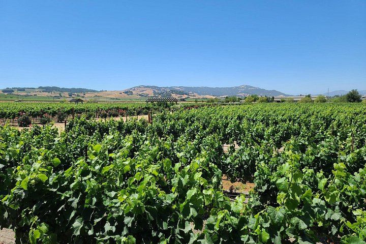 Half-Day Sonoma Wine Tour from San Francisco Hotels with Two Tastings and Sonoma Plaza (9/12)