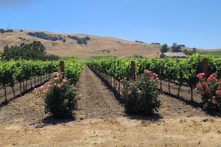 Half-Day Sonoma Wine Tour from San Francisco Hotels with Two Tastings and Sonoma Plaza (11/12)