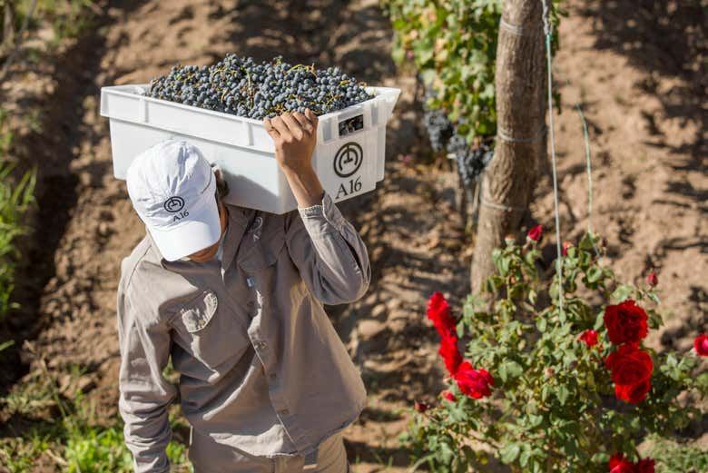 South Luján de Cuyo Hop On-Hop Off Wine Bus: Chandon, Budeguer, Terrazas (8/11)