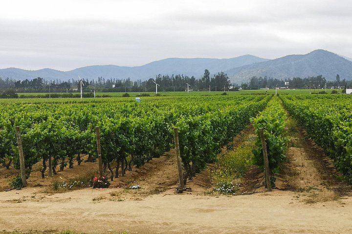 Private Half-Day Sparkling Wine Tour from Santiago: Viñamar Tasting and Blue Wine Market (12/12)
