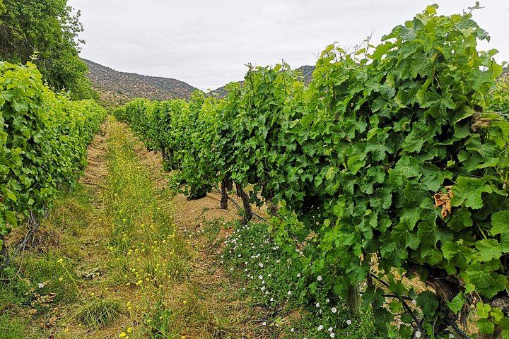 Private Half-Day Sparkling Wine Tour from Santiago: Viñamar Tasting and Blue Wine Market (11/12)