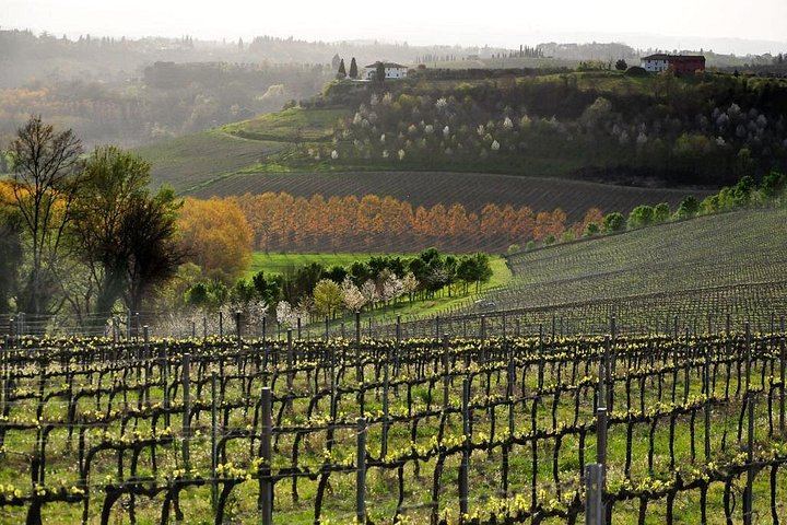 Casa Lucii Organic Winery near San Gimignano: Estate Walk, Vernaccia and Food Pairing (8/10)
