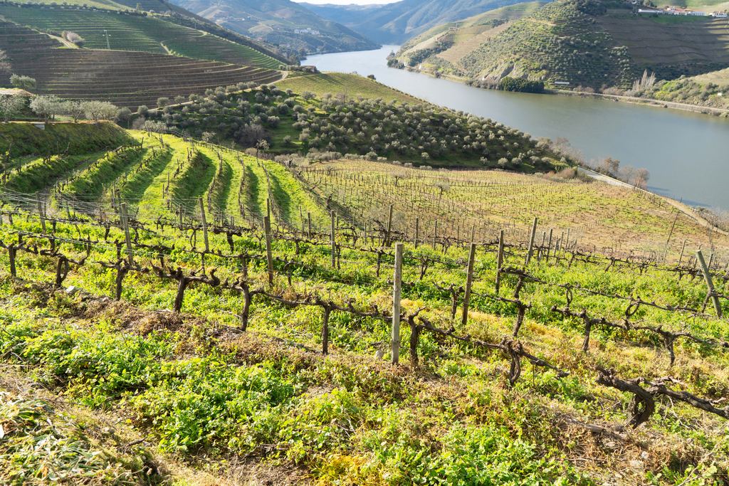 Vine rows and olive trees above the Douro river in spring