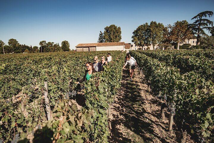 Rustic Vines Day Tour: Saint-Émilion and Médoc Wines, Three Châteaux and Picnic Lunch (7/10)