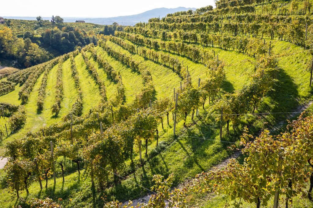 Steep green vineyard rows on a Prosecco hillside in Veneto