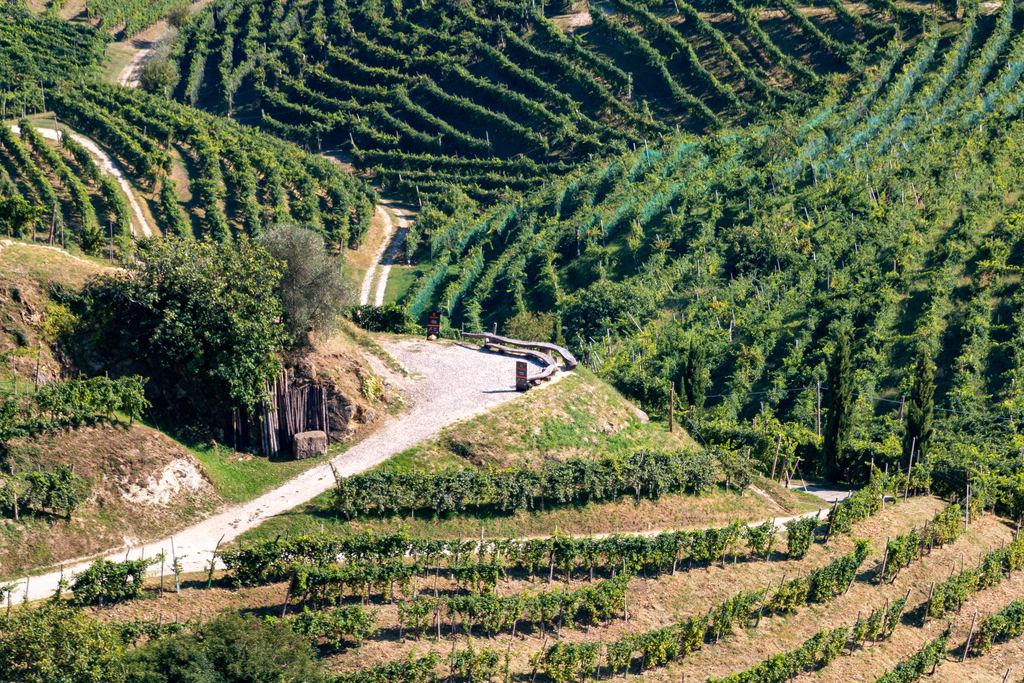Steep terraced vineyard rows on a Prosecco hillside, Veneto