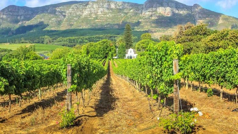 Private Day Trip from Cape Town to Stellenbosch and Franschhoek Vineyards (2/3)