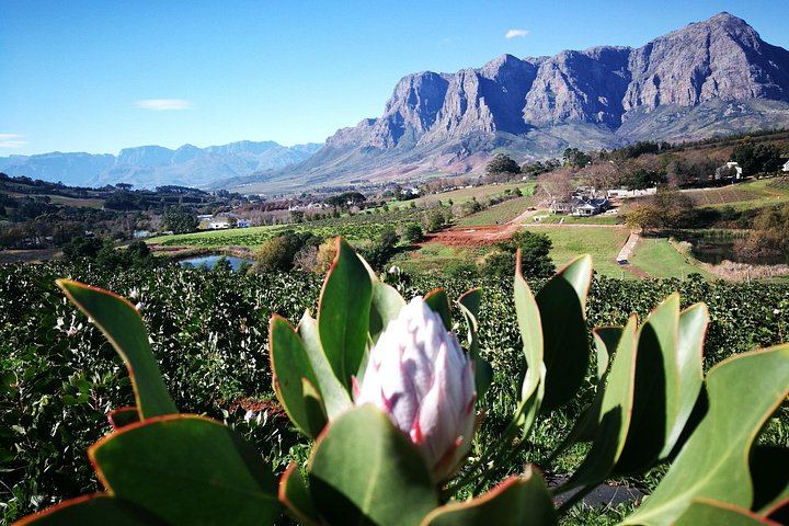 Private Half-Day E-Bike and Wine Tour in Banhoek Valley, Stellenbosch, 15-25 km (7/8)