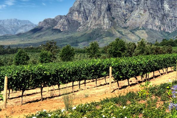 Private Day Trip from Cape Town to Stellenbosch and Franschhoek Vineyards