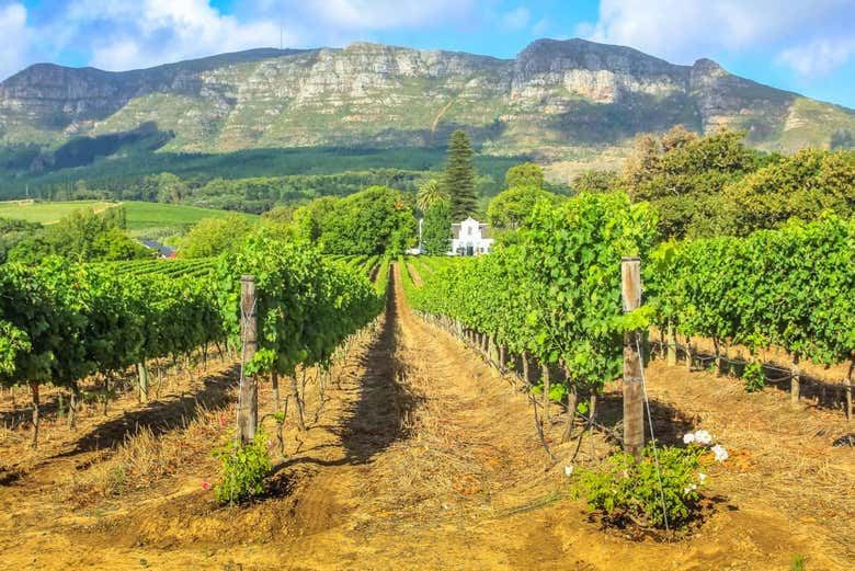 Private Day Trip from Cape Town to Stellenbosch and Franschhoek Vineyards (2/3)