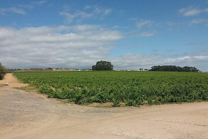 Private Full-Day Wine Tasting from Cape Town: Stellenbosch, Franschhoek, Paarl (12/12)