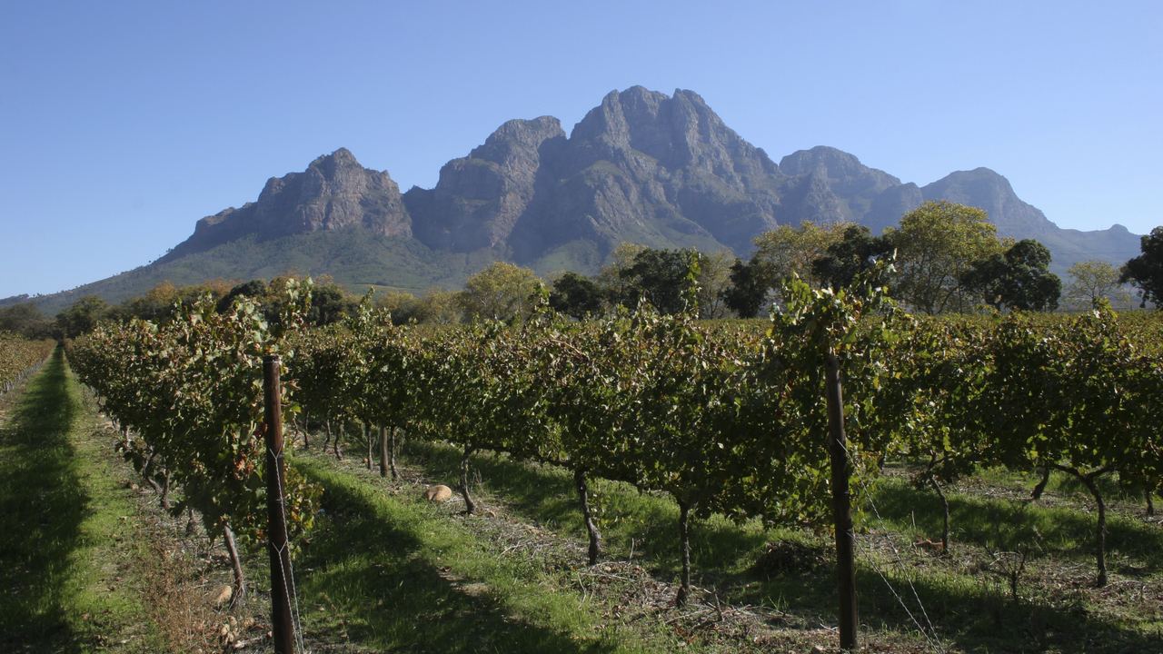 Autumn vine rows in a Stellenbosch vineyard in the Western Cape, South Africa, with a granite mountain massif rising against a clear blue sky