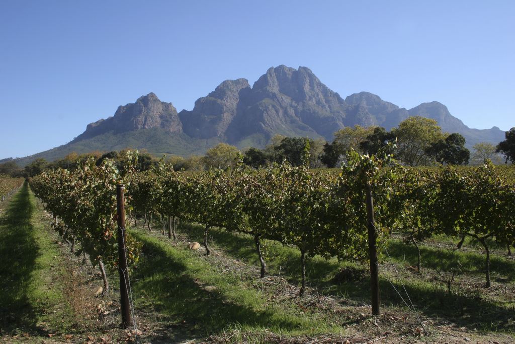 Autumn vine rows in a Stellenbosch vineyard in the Western Cape, South Africa, with a granite mountain massif rising against a clear blue sky