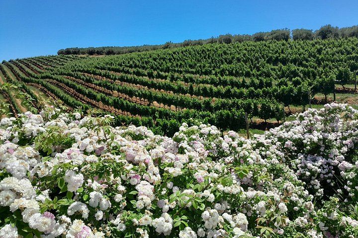 Stellenbosch Wine Estates and Franschhoek Wine Tram Day with Zevenwacht and Delaire Graff (10/12)