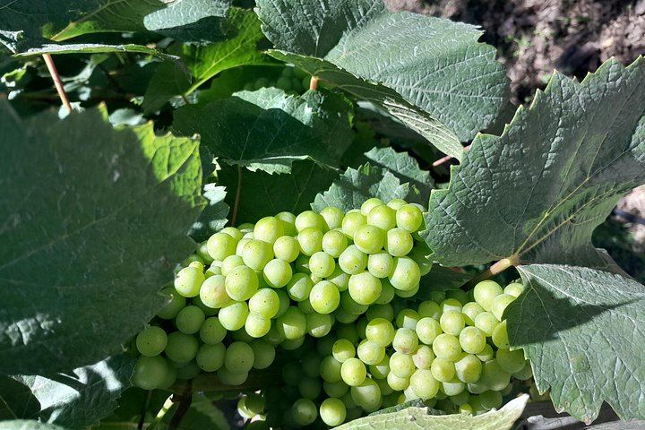 Stellenbosch Wine Estates and Franschhoek Wine Tram Day with Zevenwacht and Delaire Graff (7/12)