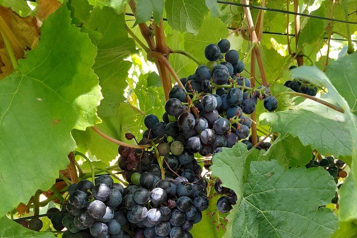 Stellenbosch Wine Estates and Franschhoek Wine Tram Day with Zevenwacht and Delaire Graff (5/12)