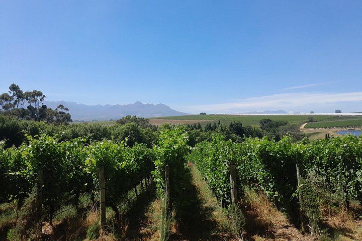 Stellenbosch Wine Estates and Franschhoek Wine Tram Day with Zevenwacht and Delaire Graff (6/12)