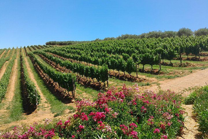 Stellenbosch Wine Estates and Franschhoek Wine Tram Day with Zevenwacht and Delaire Graff (11/12)