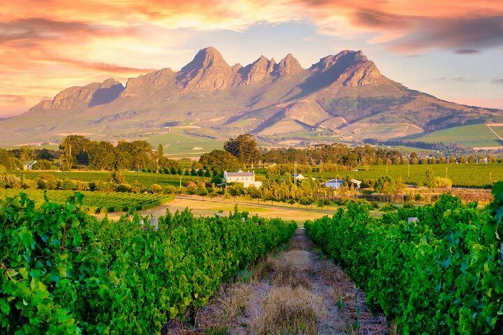 Stellenbosch Guided Wine Walk: 8 Tastings at Tokara, Thelema and Zorgvliet (9/11)